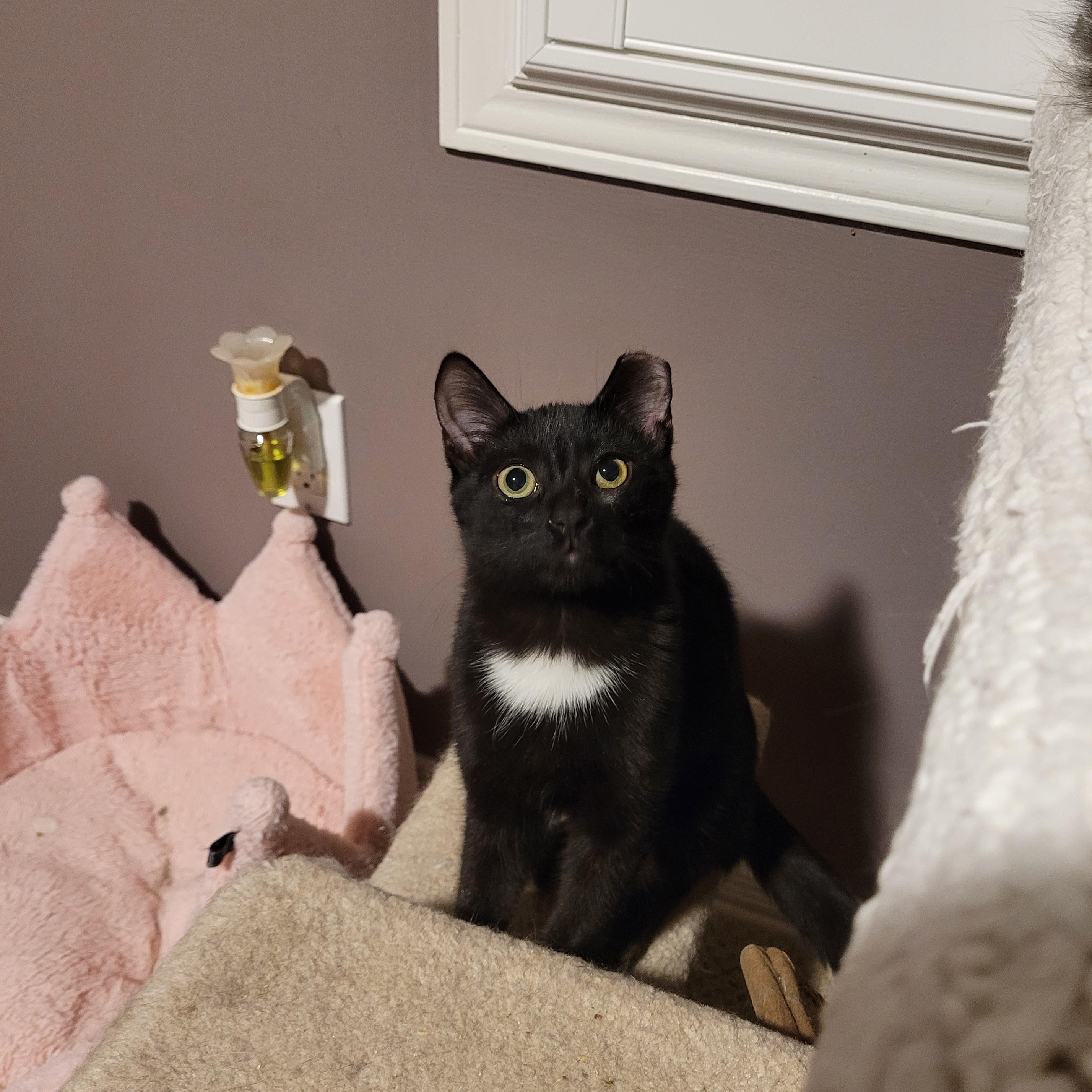 Enlarge Sammie (m) black 6mths old, a Adoptable Domestic Short Hair in Ottawa, ON image 2/6