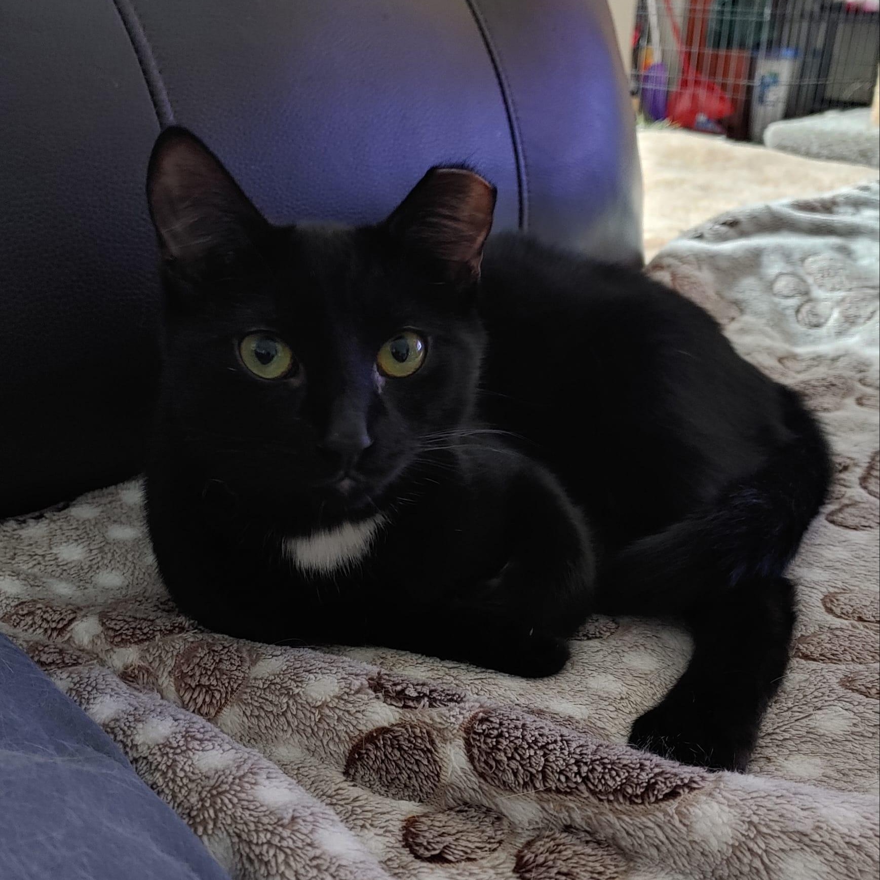 Sammie (m) black 7mths old, a Adoptable Domestic Short Hair in Ottawa, ON image 6/6