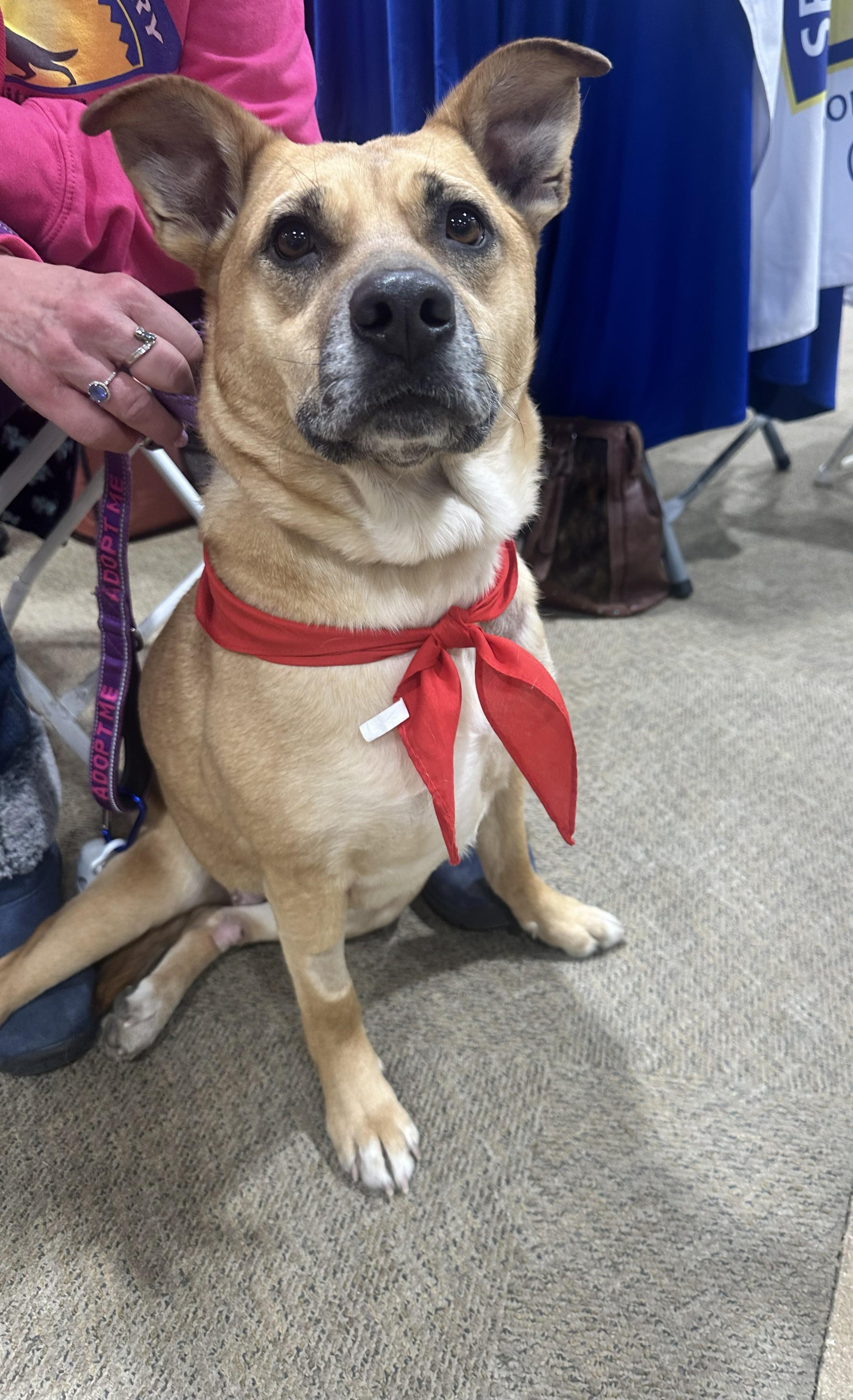 Aurora, a Adoptable mixed breed in Severn, MD image 1/4