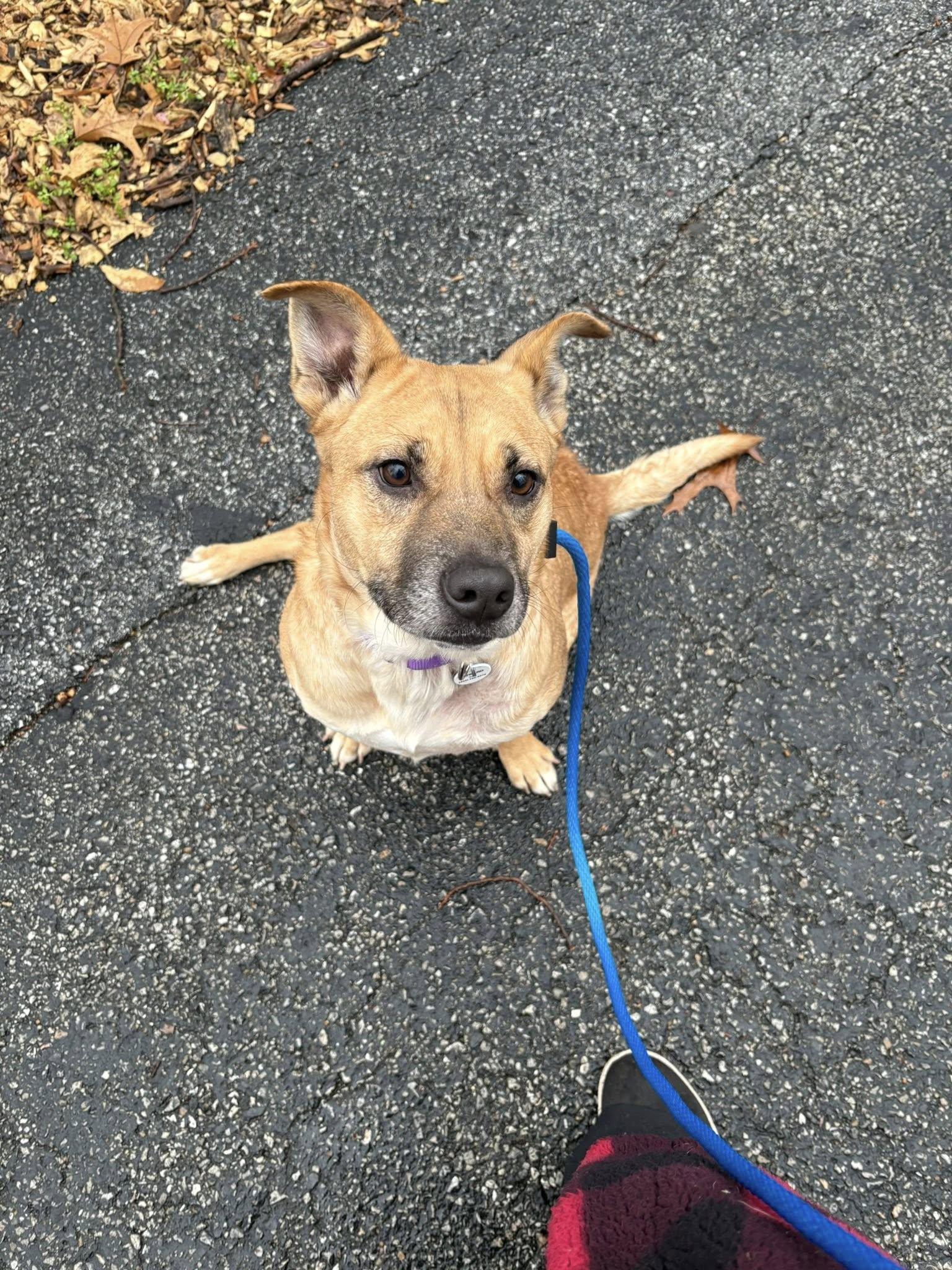 Enlarge Aurora, a Adoptable mixed breed in Severn, MD image 1/3