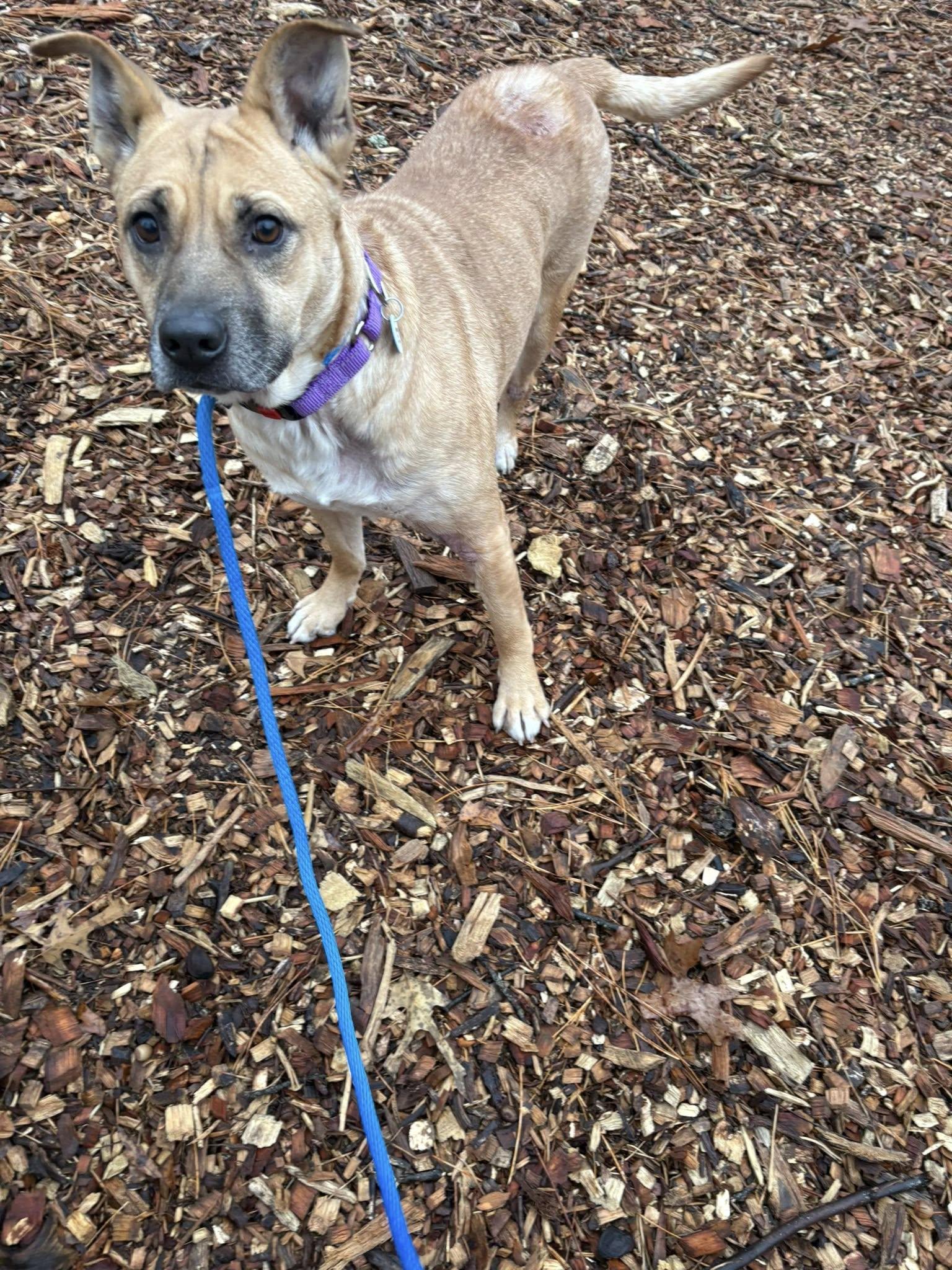 Enlarge Aurora, a Adoptable mixed breed in Severn, MD image 2/3