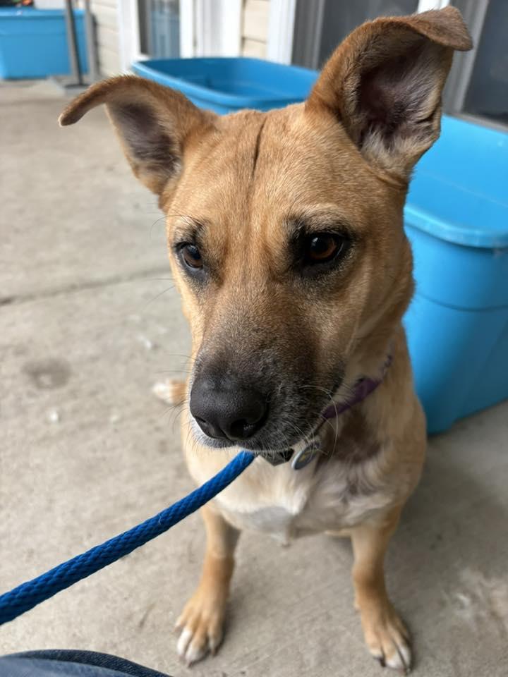 Enlarge Aurora, a Adoptable mixed breed in Severn, MD image 1/5