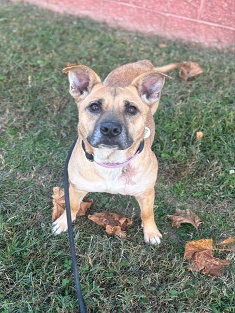 Enlarge Aurora, a Adoptable mixed breed in Severn, MD image 3/3