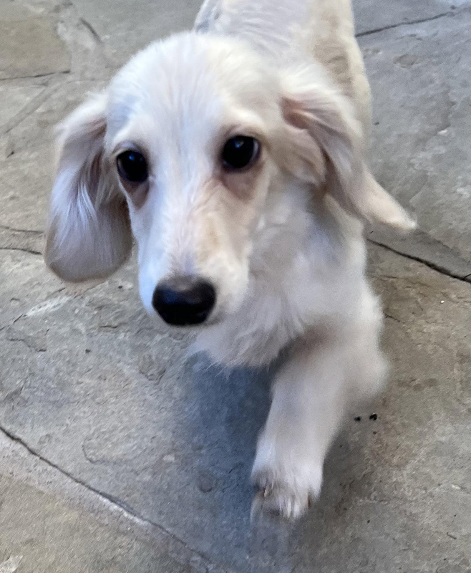 Twinkie, Adopted, Puppy Female Dachshund.
