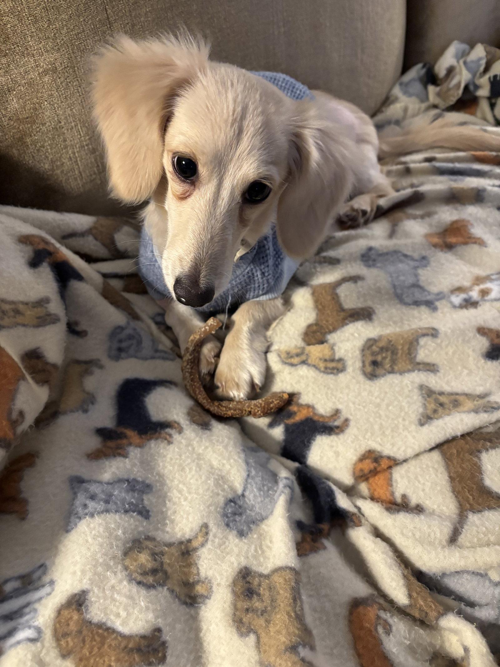 Twinkie, a Adopted Dachshund in Pearland, TX image 2/3