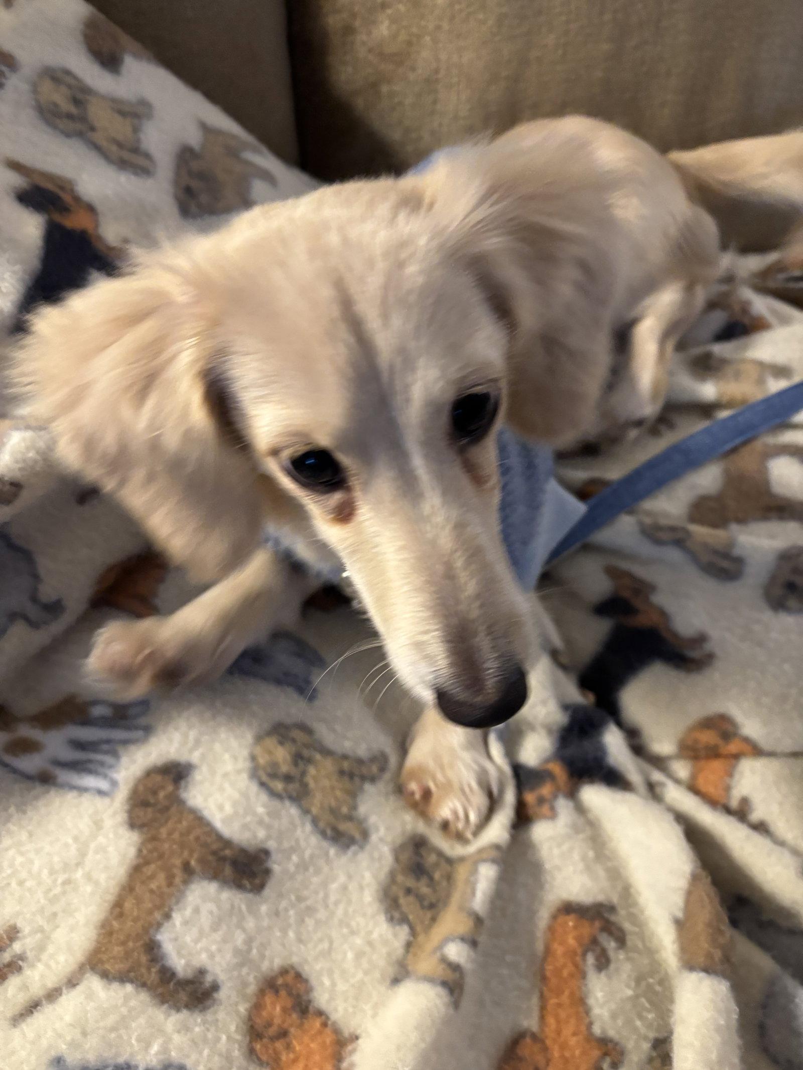 Twinkie, a Adopted Dachshund in Pearland, TX image 3/3