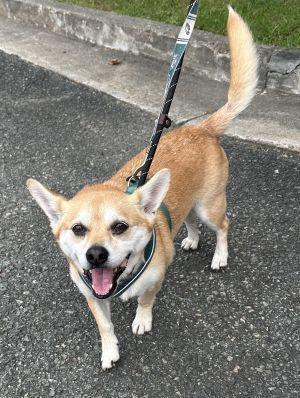Enlarge Buster, a Adopted mixed breed in Carneys Point, NJ image 3/5