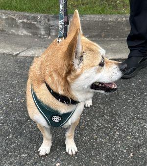 Enlarge Buster, a Adopted mixed breed in Carneys Point, NJ image 2/5