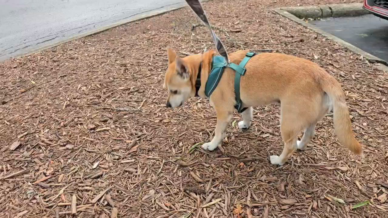 Enlarge Buster, a Adopted mixed breed in Carneys Point, NJ video 4/5
