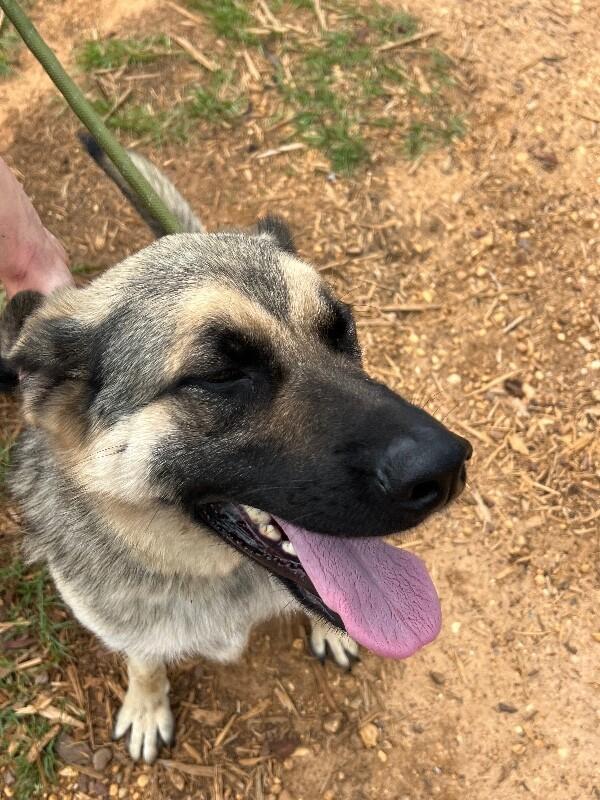 Enlarge Arthur, a Adoptable German Shepherd Dog in Thomasville, AL image 1/3
