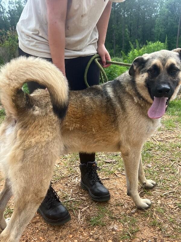 Enlarge Arthur, a Adoptable German Shepherd Dog in Thomasville, AL image 2/3