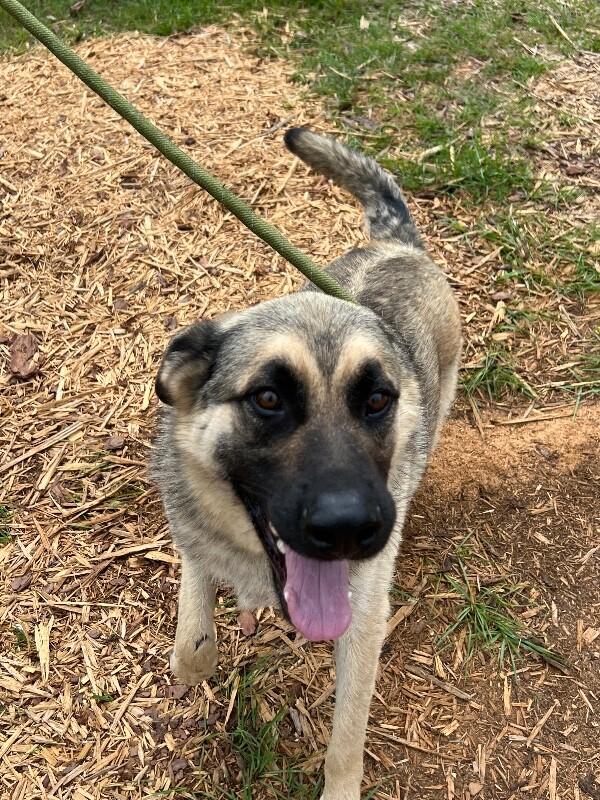 Enlarge Arthur, a Adoptable German Shepherd Dog in Thomasville, AL image 3/3