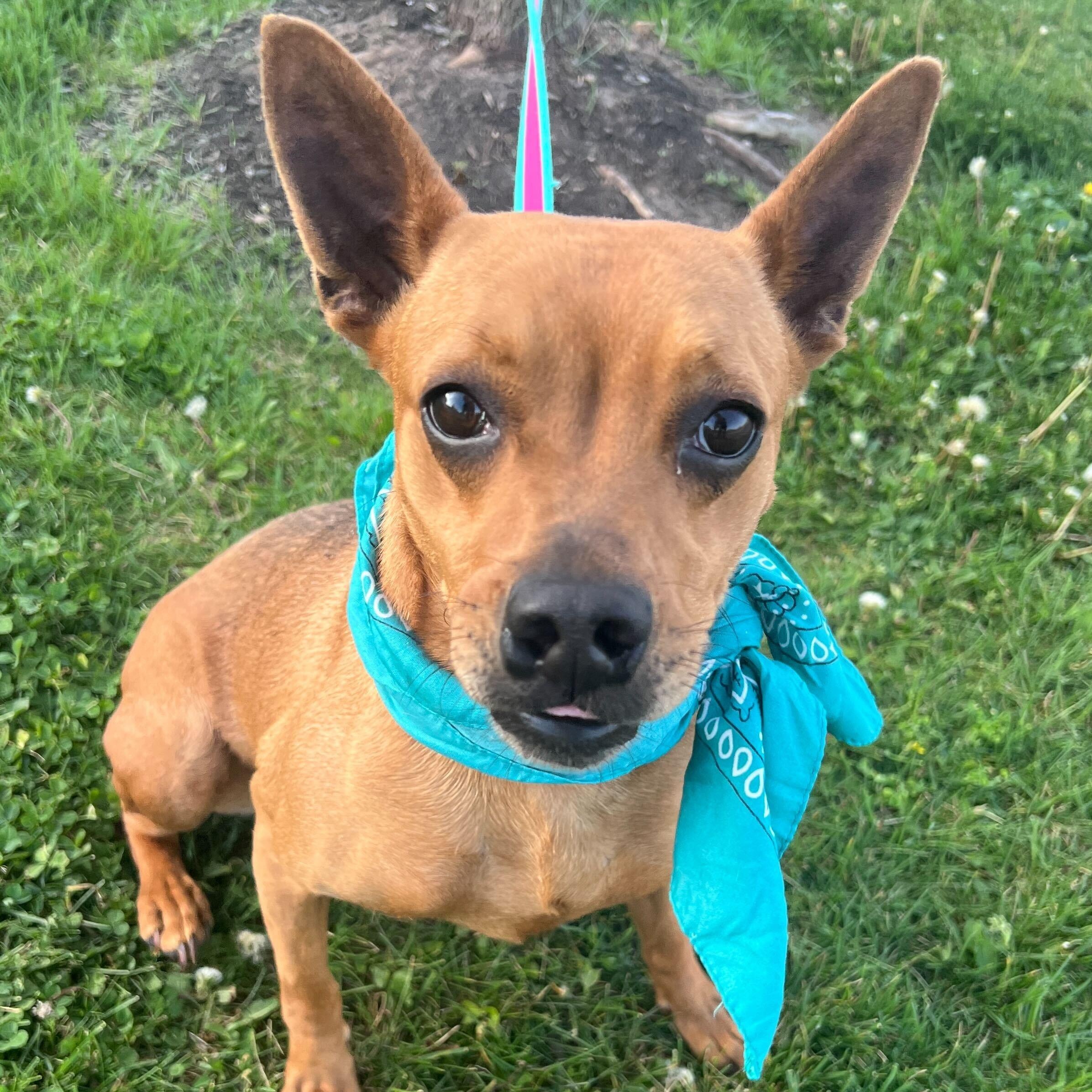 Enlarge Sequoia, a ADOPTABLE Mixed Breed in Canal Winchester, OH image 2/5