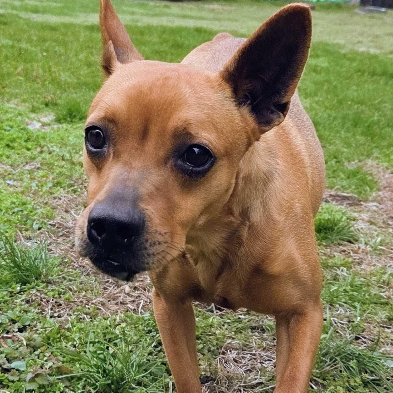 Enlarge Sequoia, a ADOPTABLE Mixed Breed in Canal Winchester, OH image 4/5