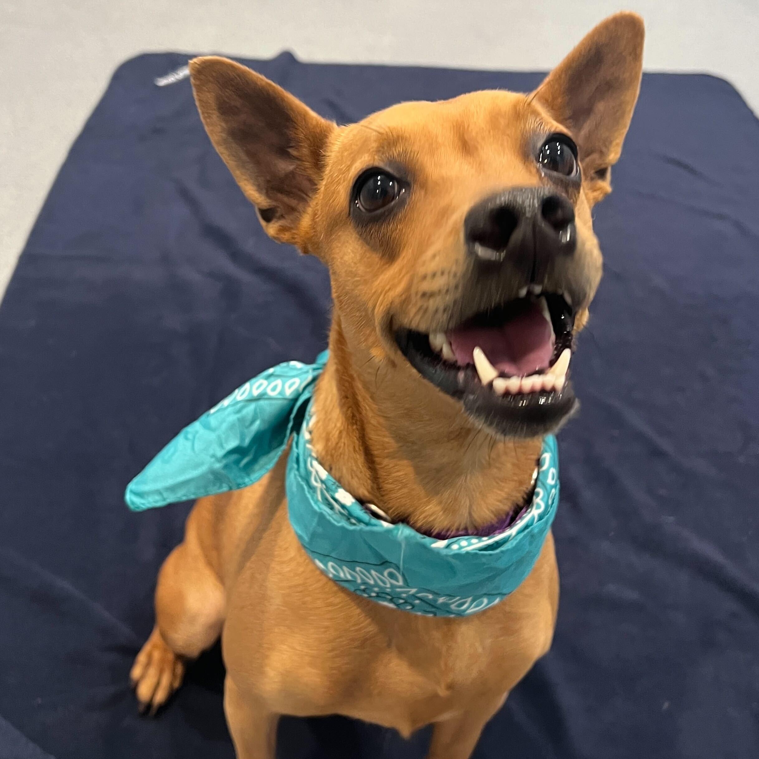 Enlarge Sequoia, a ADOPTABLE Mixed Breed in Canal Winchester, OH image 1/5