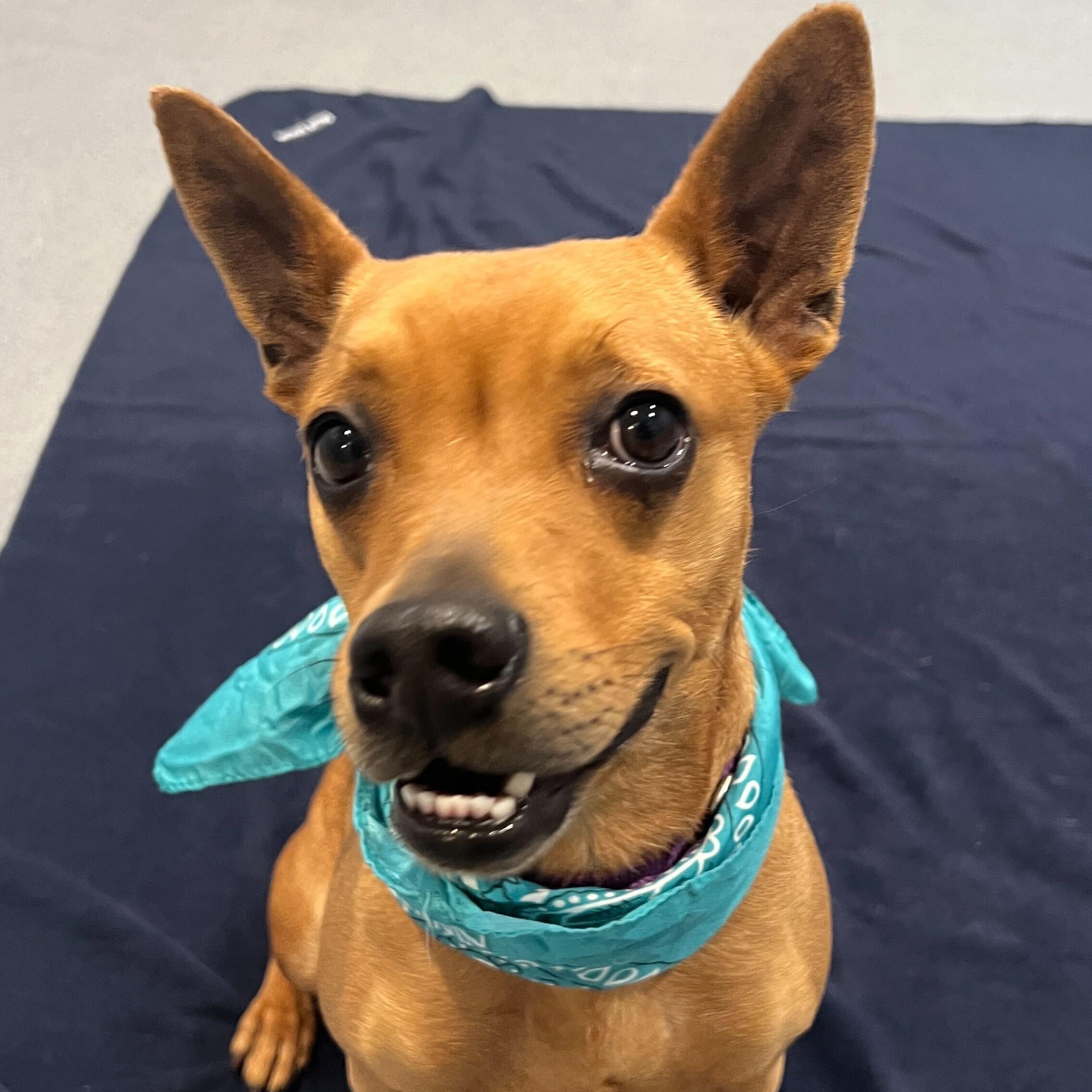 Enlarge Sequoia, a ADOPTABLE Mixed Breed in Canal Winchester, OH image 3/5
