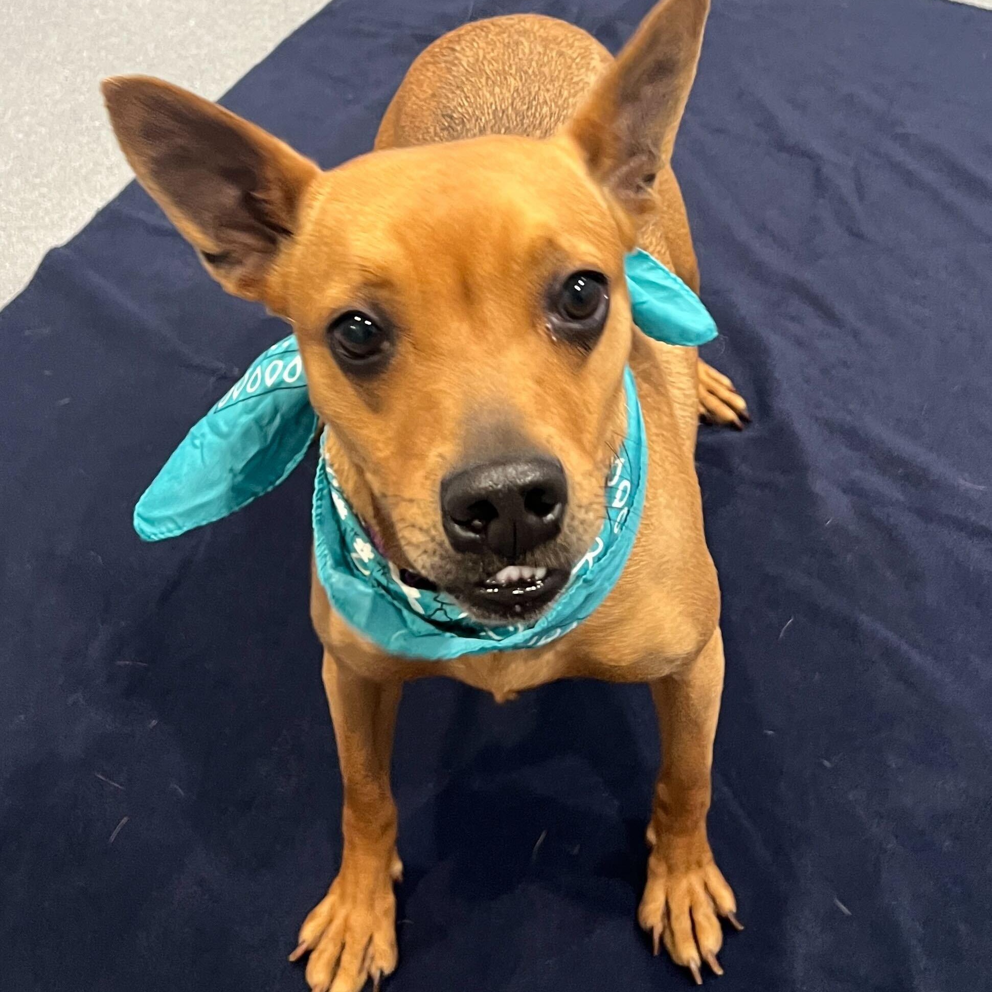 Enlarge Sequoia, a ADOPTABLE Mixed Breed in Canal Winchester, OH image 5/5