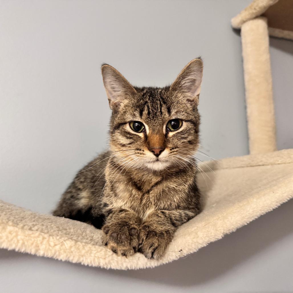 Toby, Adoptable, Young Male Domestic Short Hair.