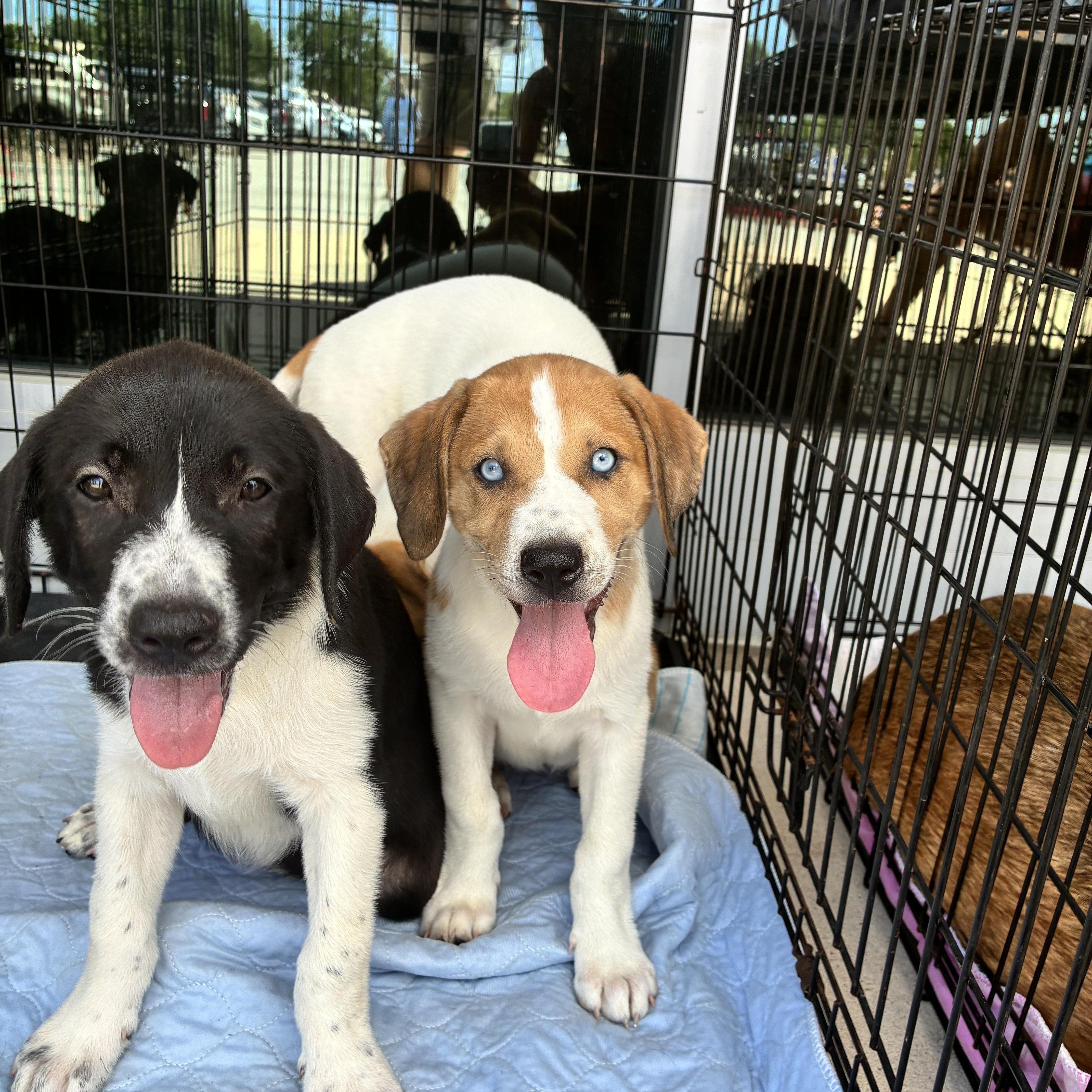 Leonard Puppies