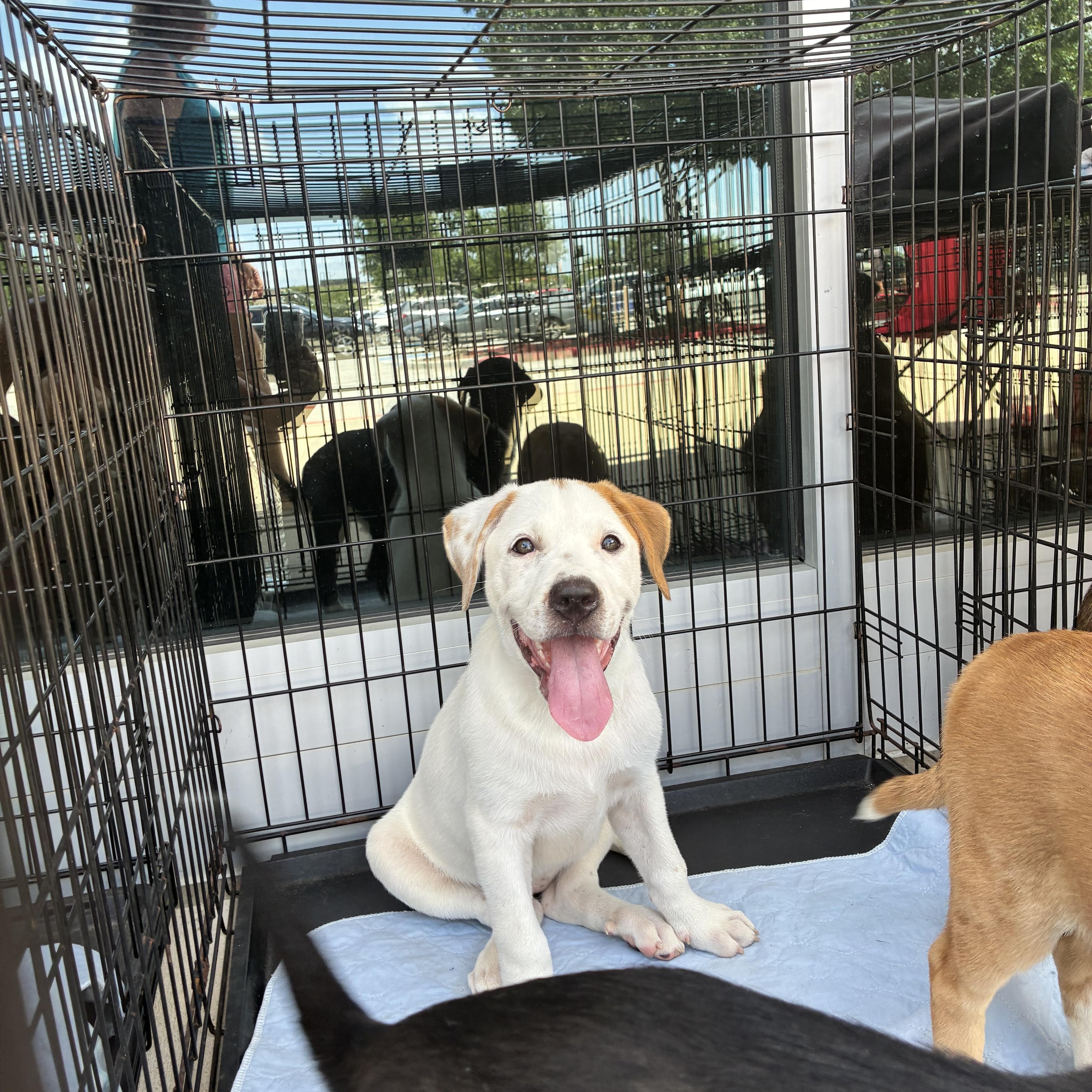 Leonard Puppies