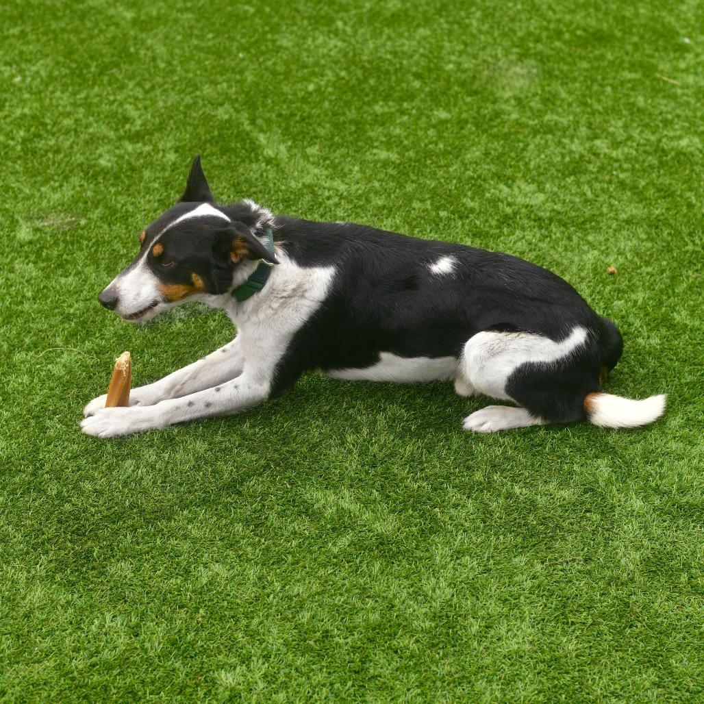 Shawn, a Adoptable mixed breed in Ottawa, KS image 1/2