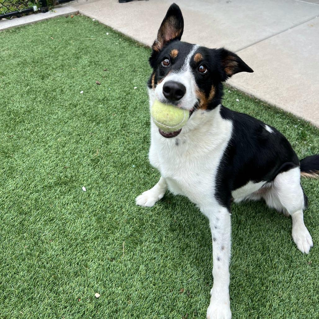 Enlarge Shawn, a Adoptable mixed breed in Ottawa, KS image 2/4