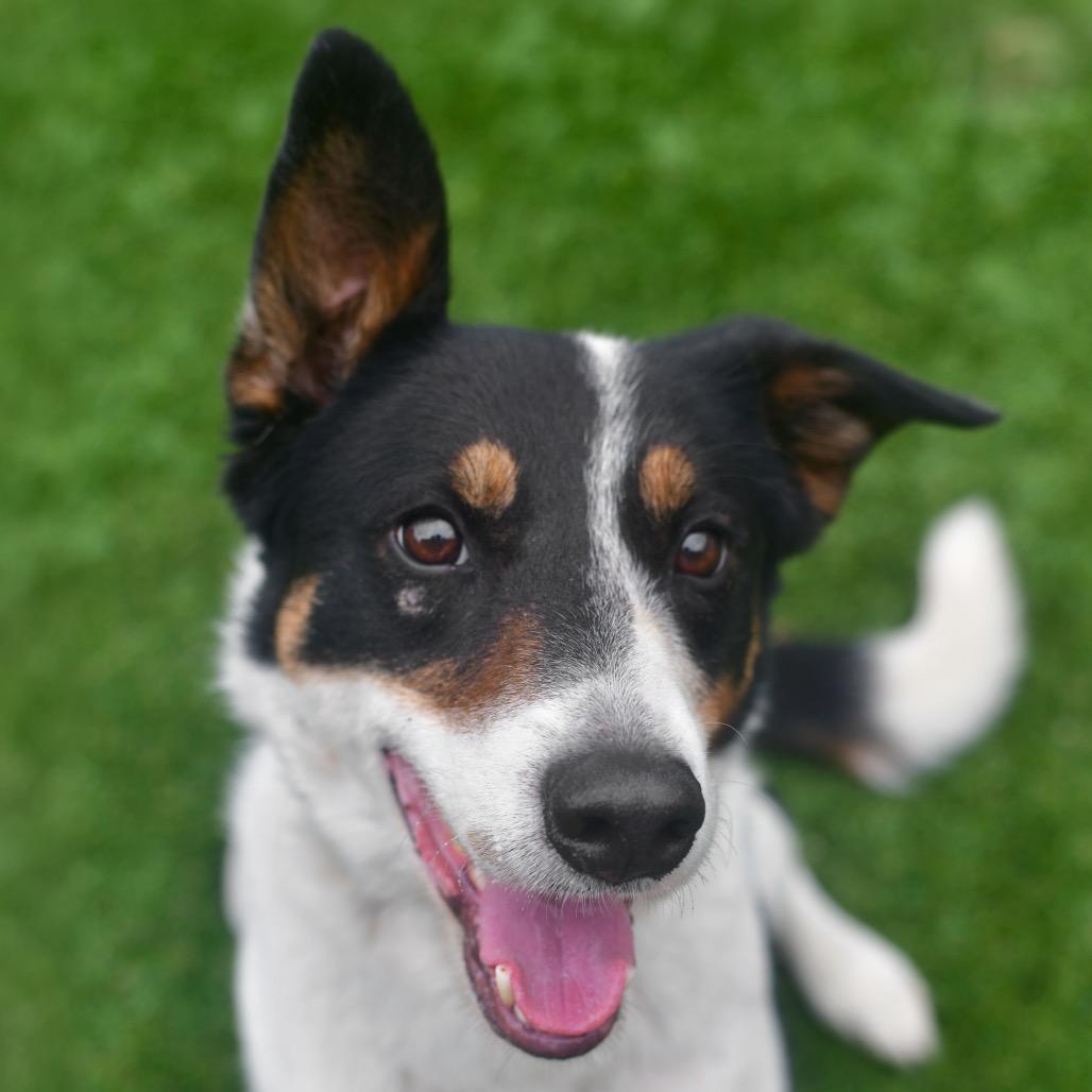 Shawn, a Adoptable mixed breed in Ottawa, KS image 2/2