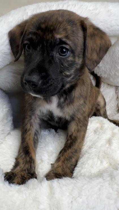 Enlarge Micah, a Adoptable mixed breed in Lawrenceville, GA image 1/1