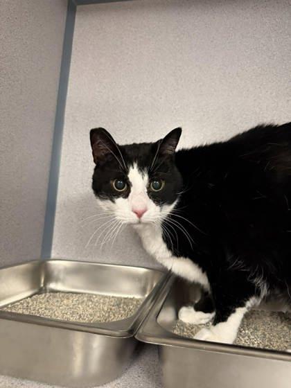 Zander, adoptable, Senior Male Domestic Short Hair.
