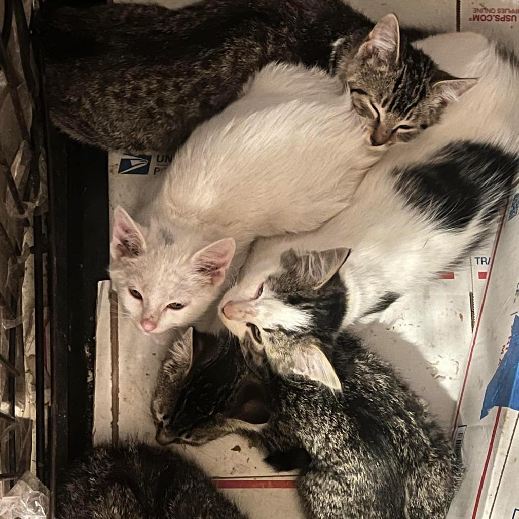 Cloud, Adoptable, Adult Female Domestic Short Hair.