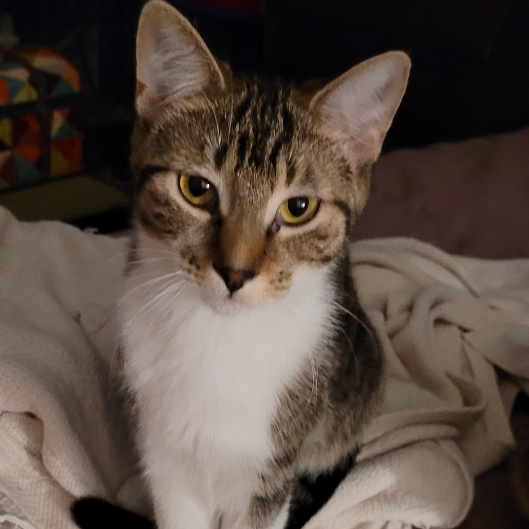 Enlarge Cloud, a Adoptable Domestic Short Hair in Chicago, IL image 2/2