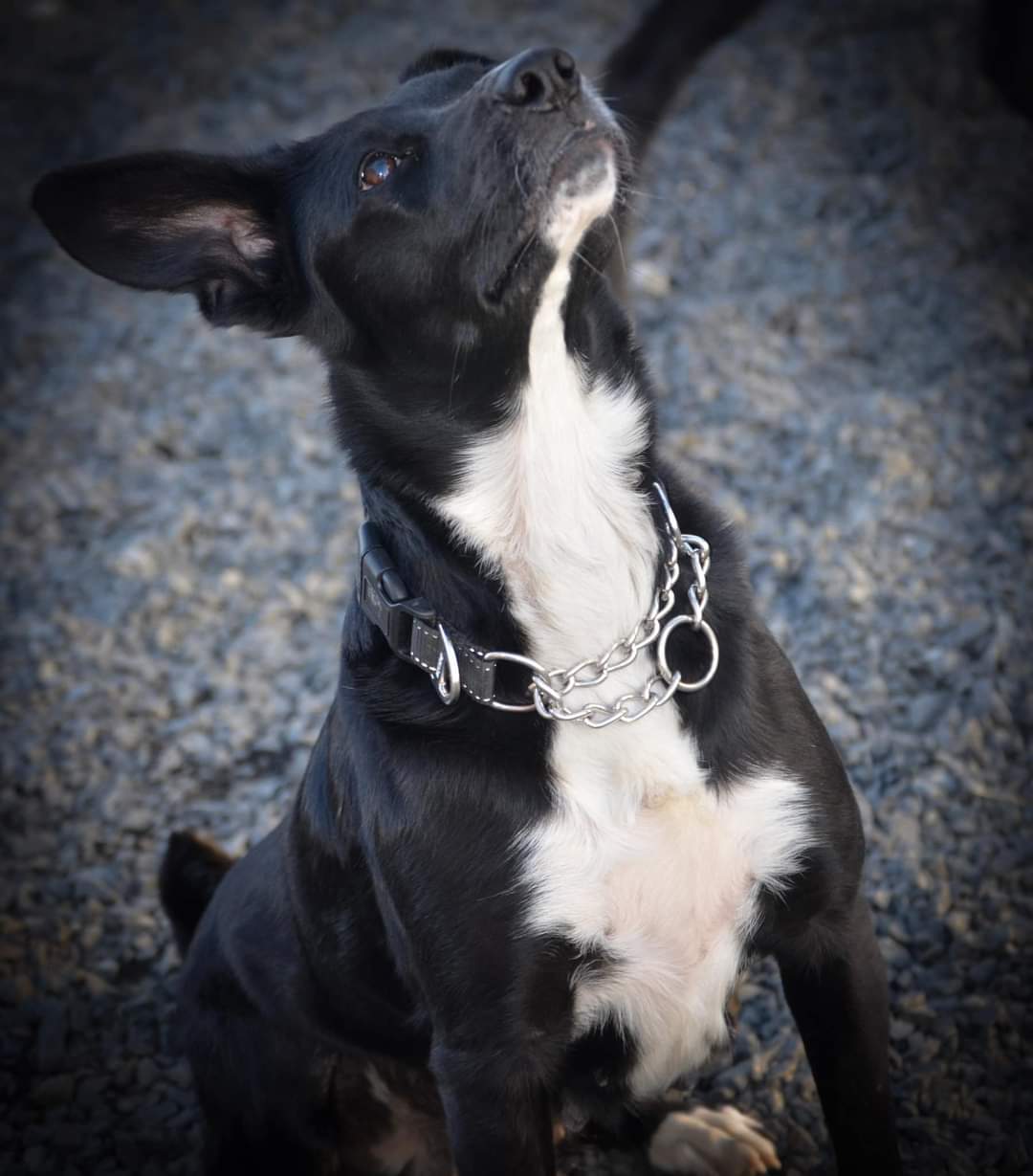 Dog for adoption Roxie a Border Collie Black Labrador Retriever Dog for adoption Roxie a Border Collie Black Labrador Retriever