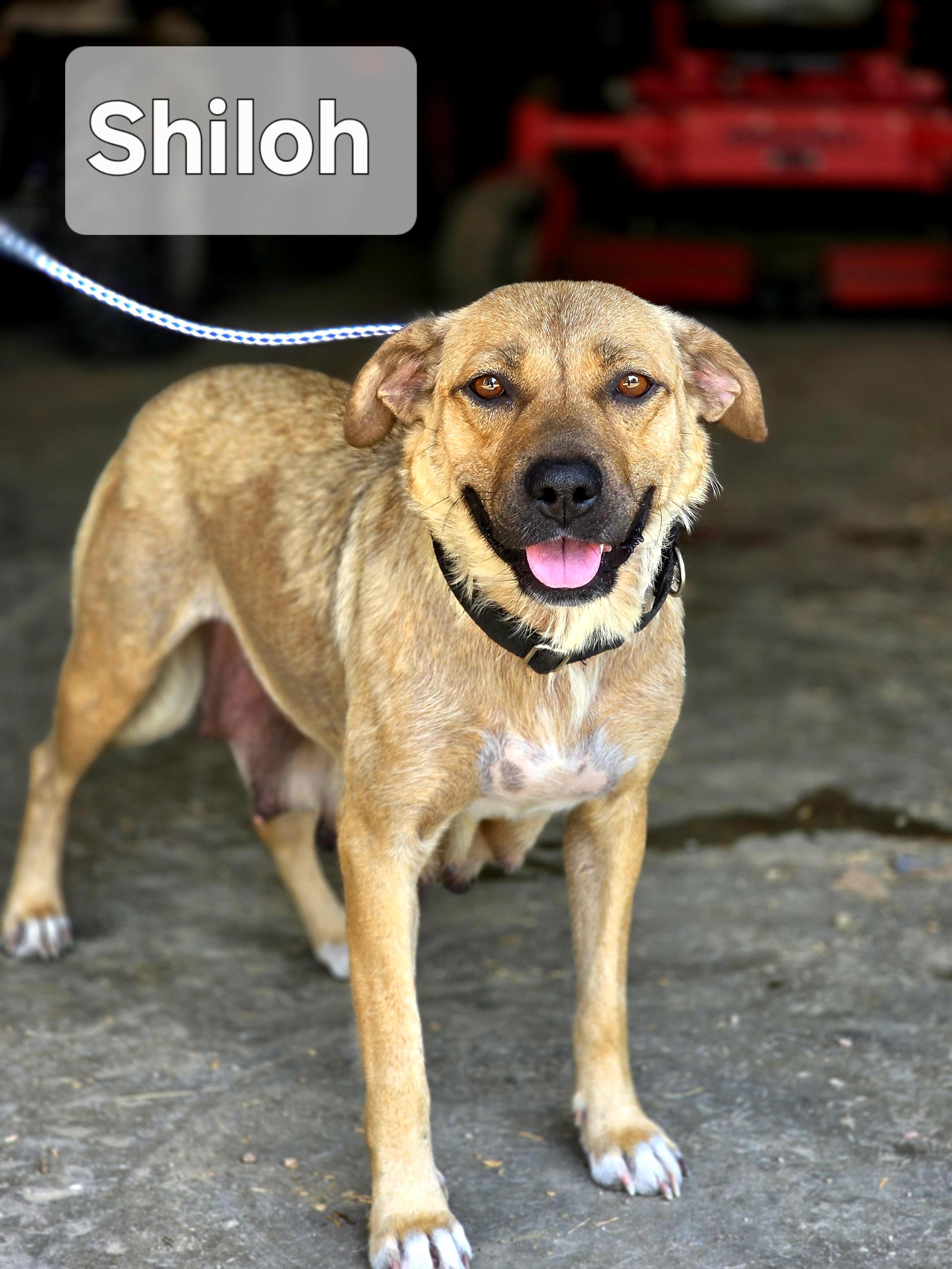 Shiloh