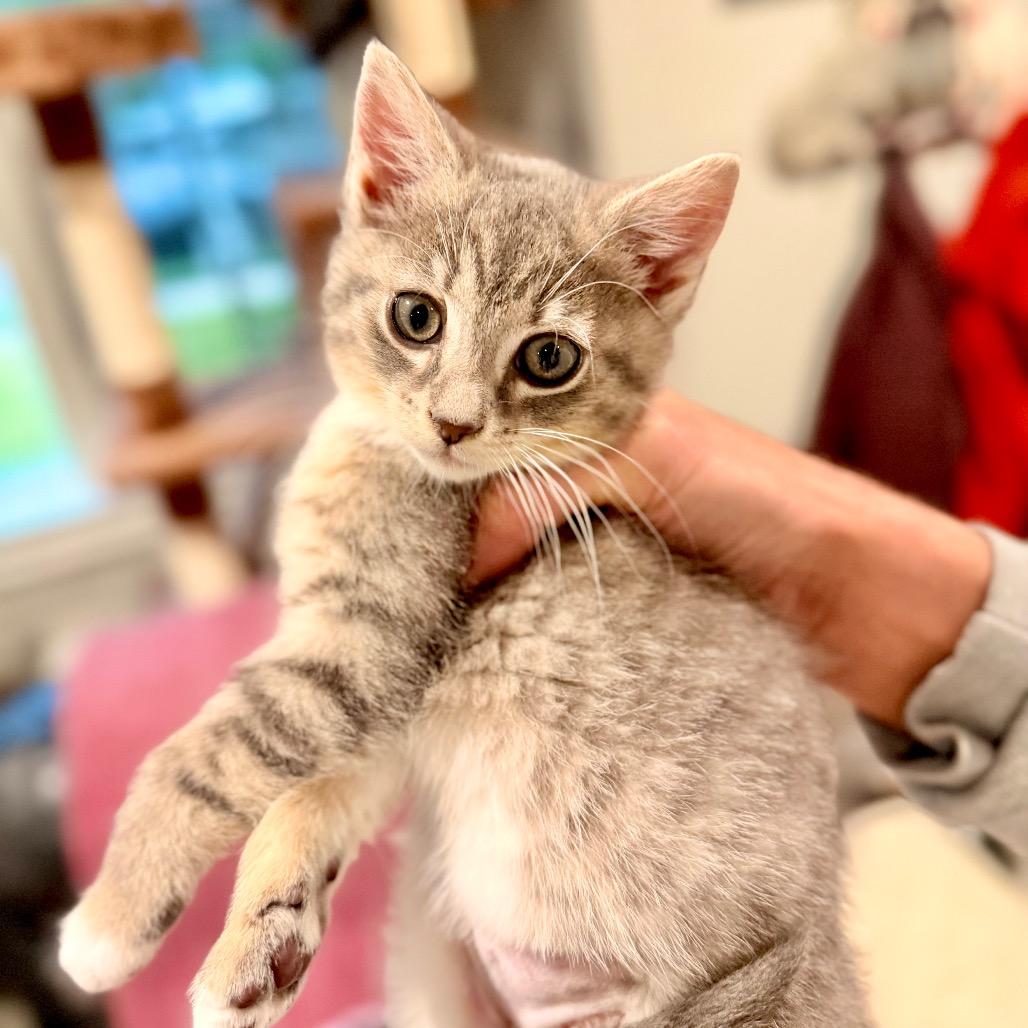 Enlarge Verona, a Adoptable Domestic Short Hair in Bayside, NY image 2/3