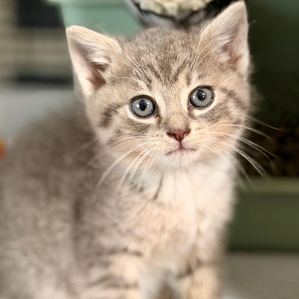 Enlarge Verona, a Adoptable Domestic Short Hair in Bayside, NY image 3/3
