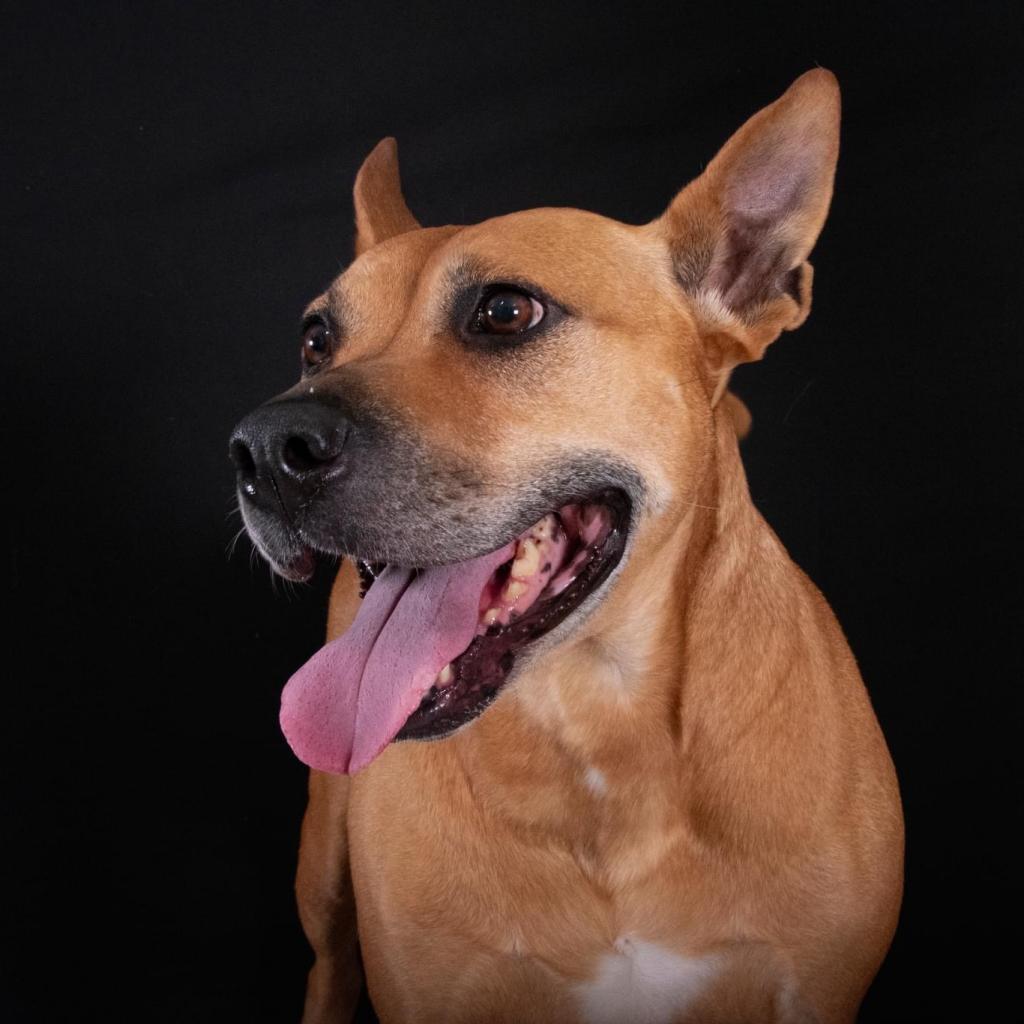 Enlarge Clara Holiday, a Adoptable mixed breed in Allen, TX image 1/6