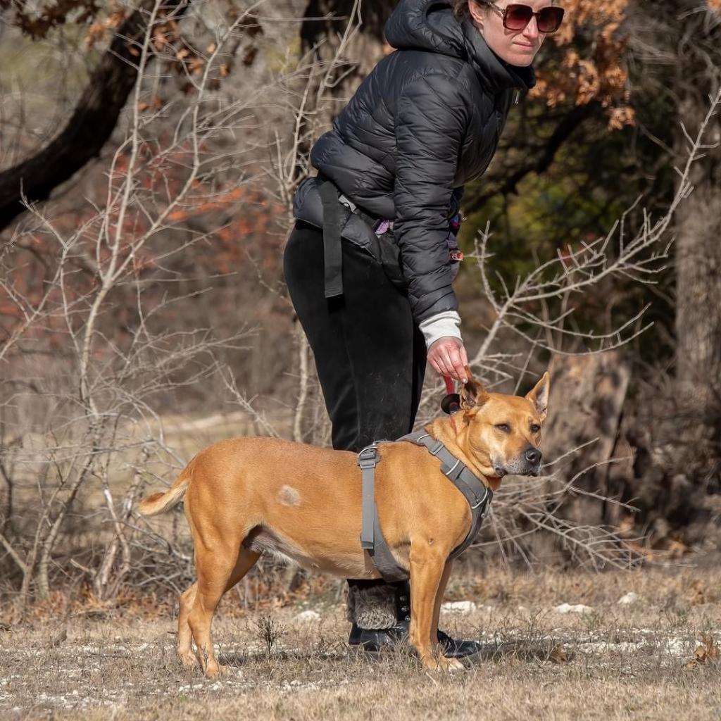 Enlarge Clara Holiday, a Adoptable mixed breed in Allen, TX image 2/6