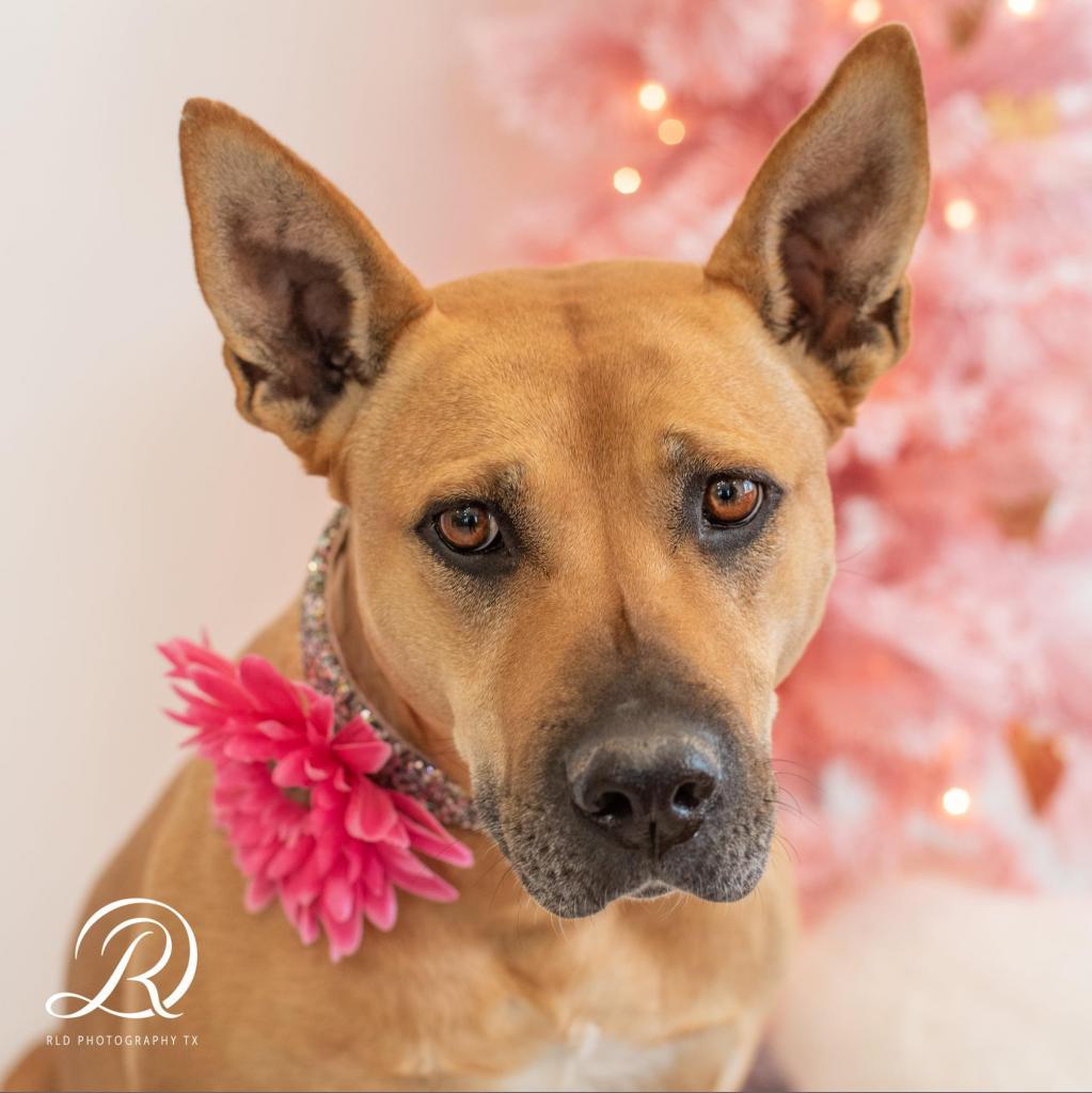 Enlarge Clara Holiday, a Adoptable mixed breed in Allen, TX image 3/6