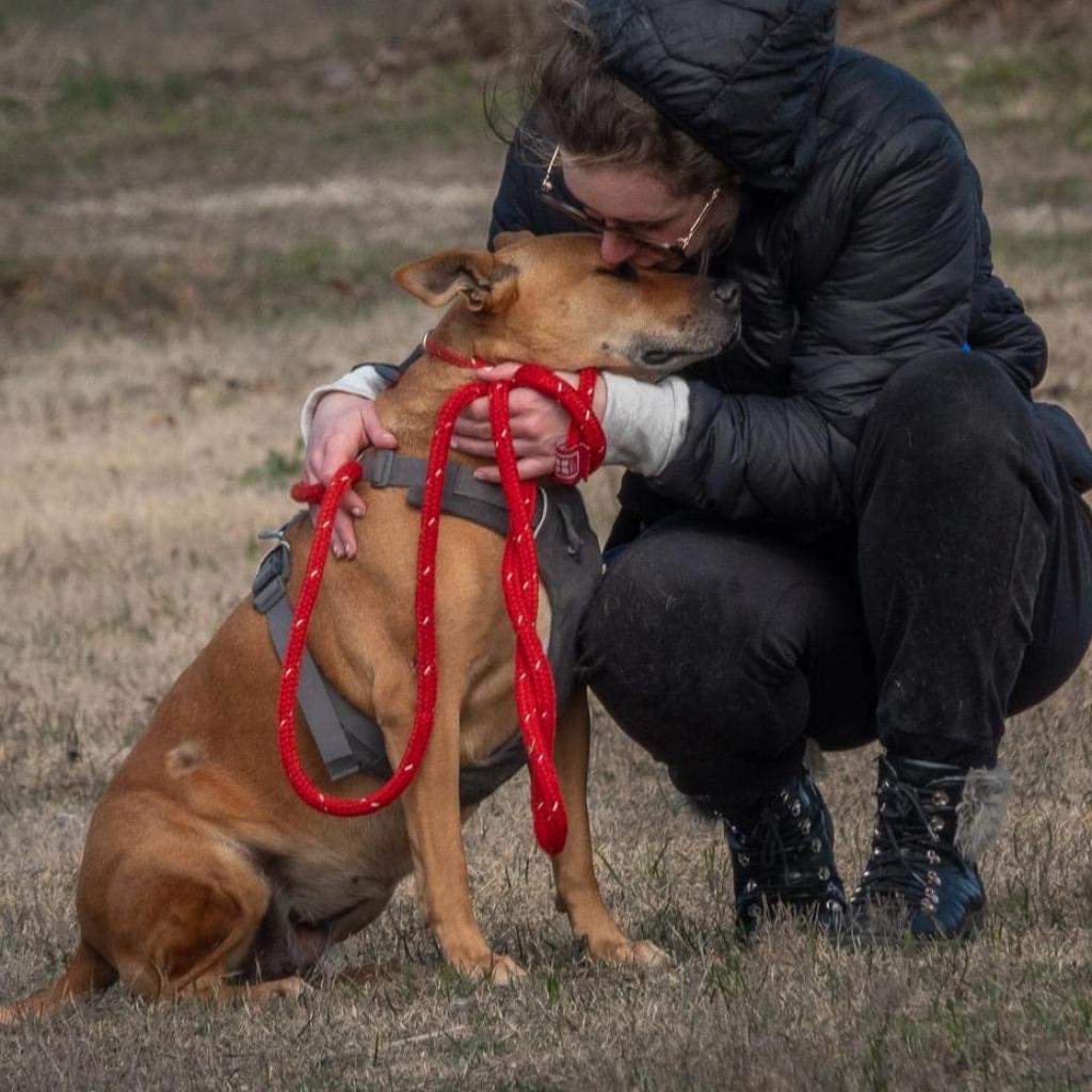 Enlarge Clara Holiday, a Adoptable mixed breed in Allen, TX image 4/6
