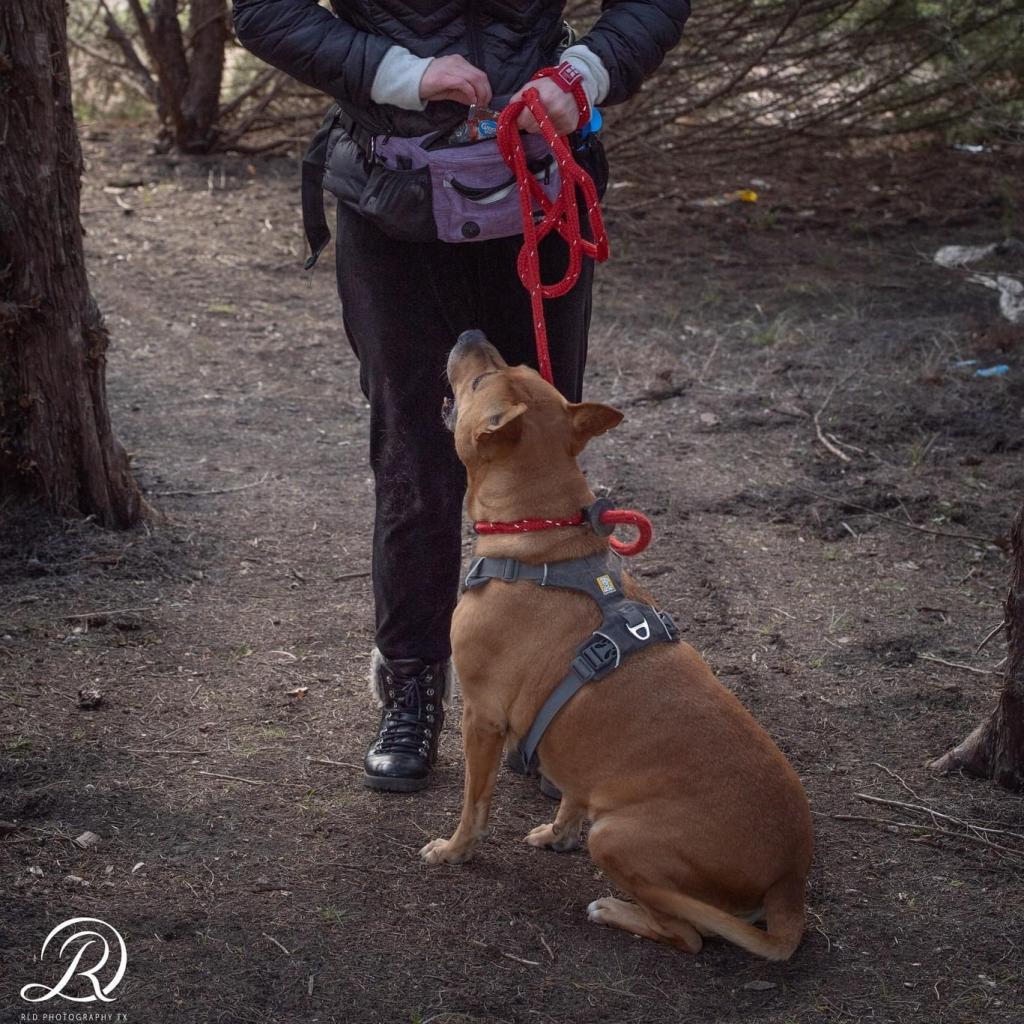 Enlarge Clara Holiday, a Adoptable mixed breed in Allen, TX image 6/6