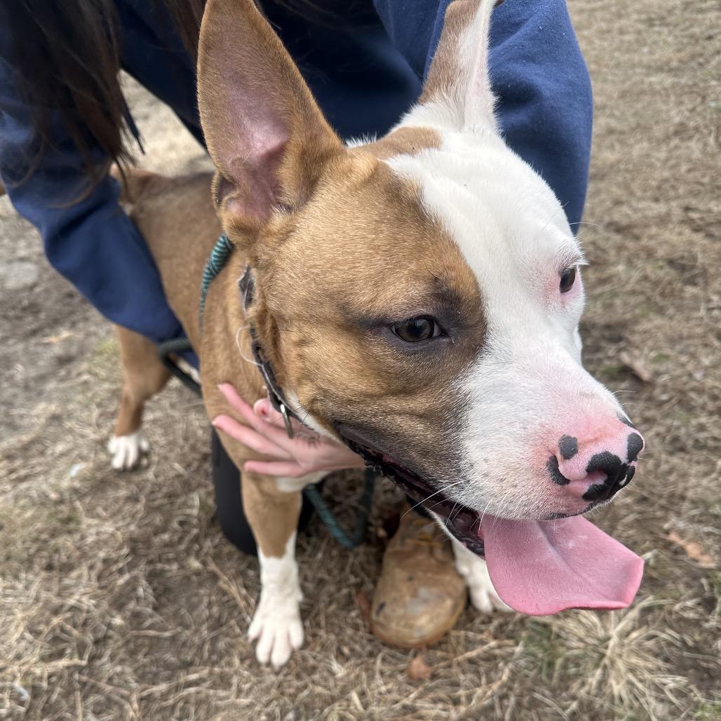 Rocket, Adoptable, Young Male Mixed Breed.