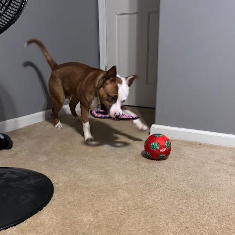 Rocket, a Adoptable Mixed Breed in Vineland, NJ image 1/6