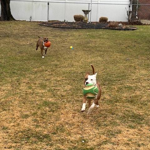 Rocket, a Adoptable Mixed Breed in Vineland, NJ image 2/6