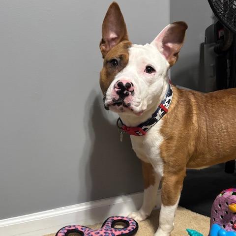 Rocket, a Adoptable Mixed Breed in Vineland, NJ image 3/6