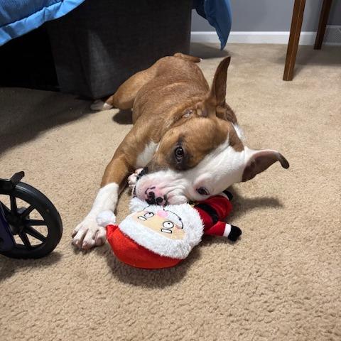 Rocket, a Adoptable Mixed Breed in Vineland, NJ image 4/6