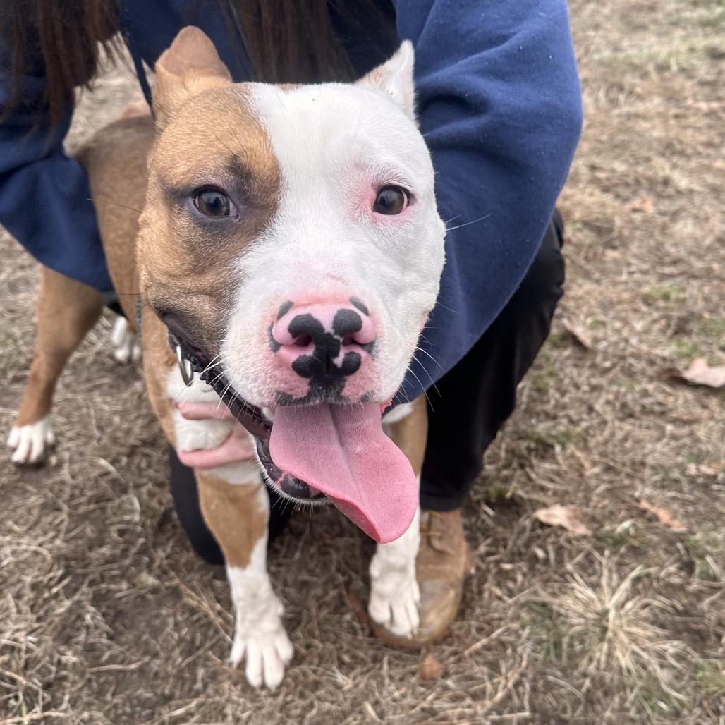 Rocket, a Adoptable Mixed Breed in Vineland, NJ image 5/6