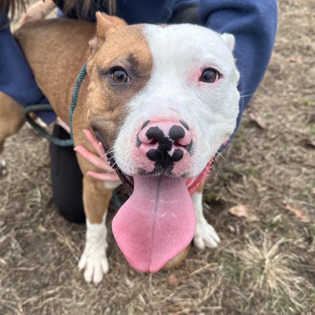 Rocket, a Adoptable Mixed Breed in Vineland, NJ image 6/6