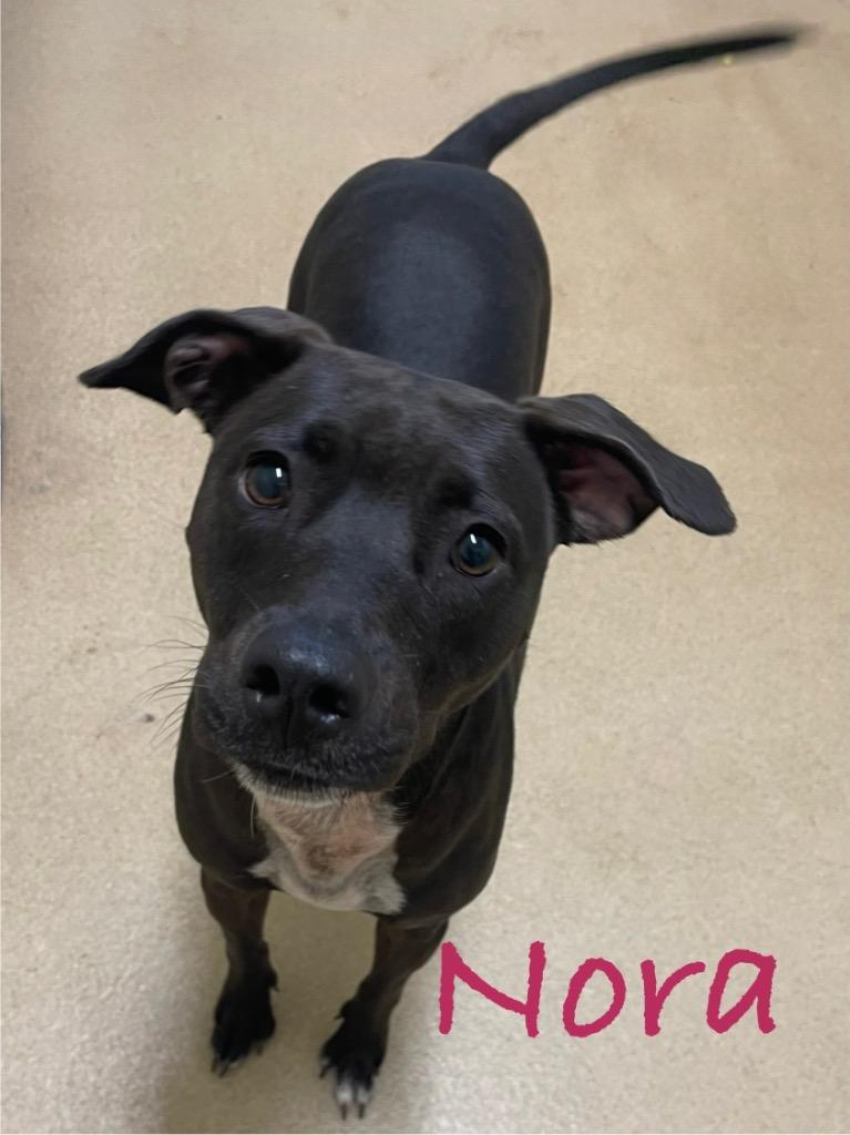 Enlarge Nora, a Adoptable mixed breed in Fort Pierce, FL image 1/1
