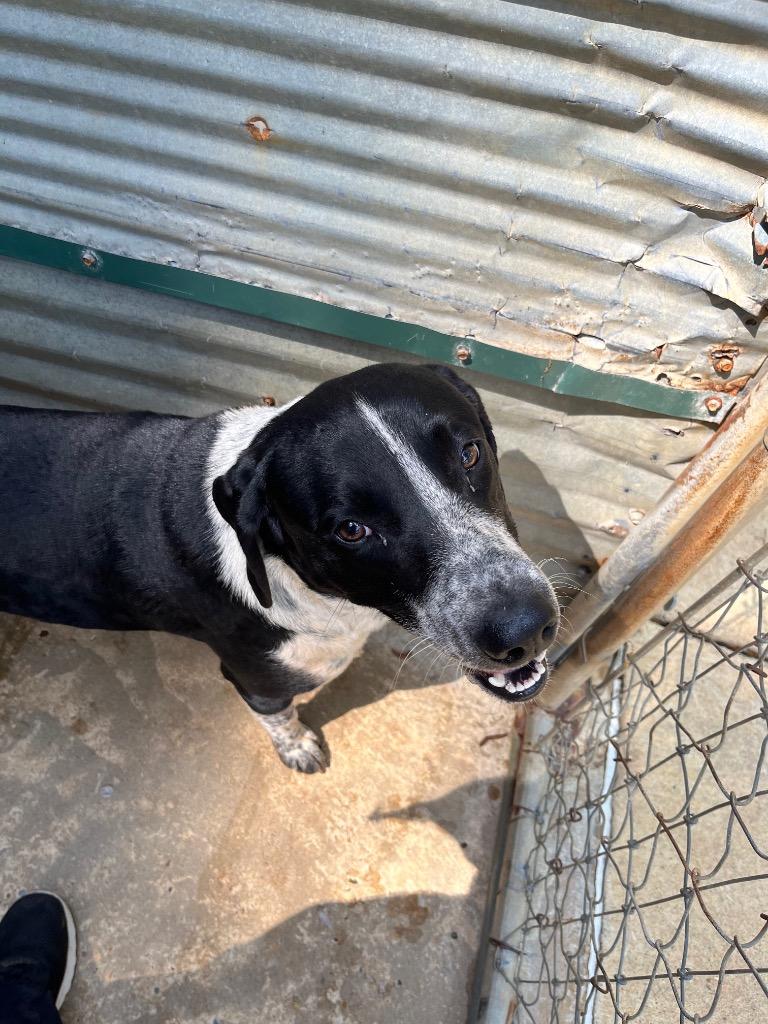 Benton, Adoptable, Adult Male Terrier.