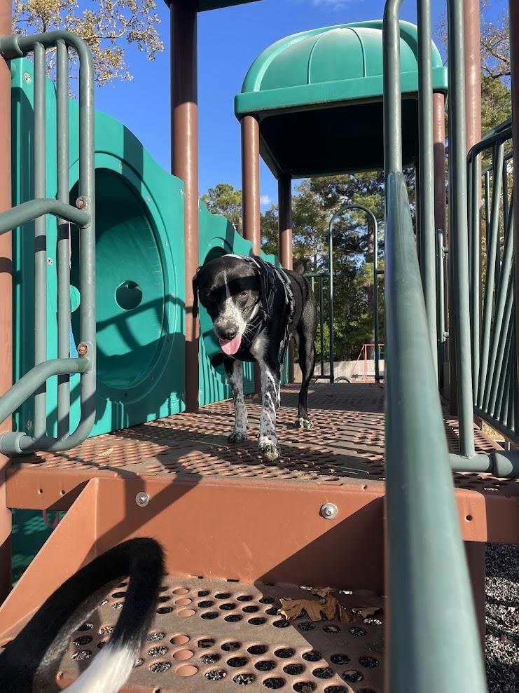 Enlarge Benton, a Adoptable mixed breed in Ruston, LA image 2/3